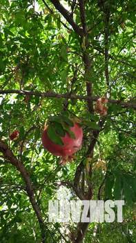 Дом 50м², 2-этажный, посуточно, 